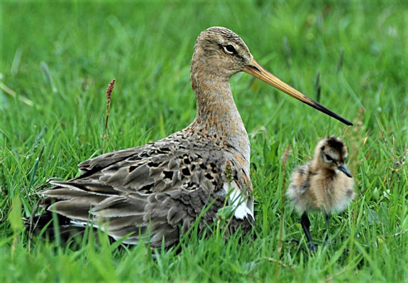 IVN DRVU - Werkgroep Weidevogelbescherming