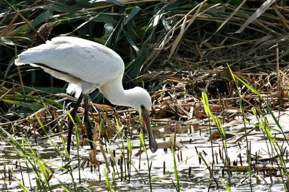 IVN DRVU - Jeugd Speurtocht