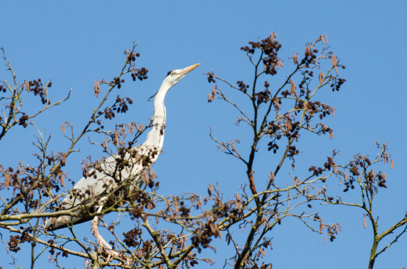 IVN DRVU - Natuur, Zijdelmeer. Reiger hoog in top. Foto Marianne Wustenhoff