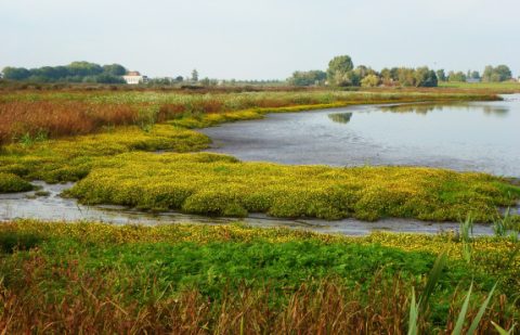 ivn_drvu_wb_ _natuurgebied_waverhoek_in_beeld._gouden_deken_2_2_0