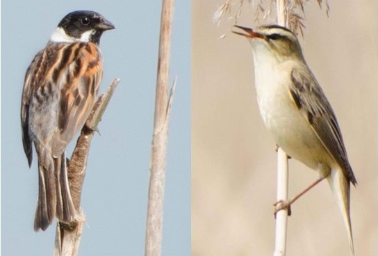 Vogelwerkgroep