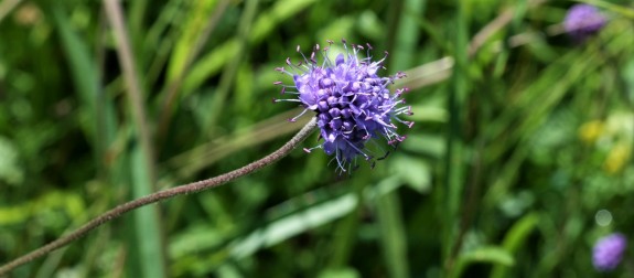 Plantenwerkgroep