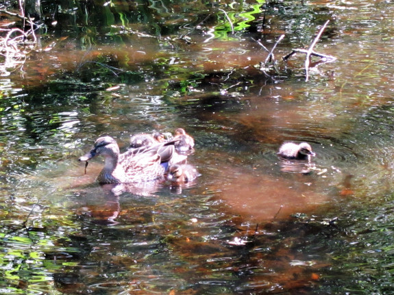 IVN DRVU - Tuin Bram de Groote