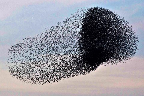 Vogelexcursie Diemer Vijfhoek met BirdWatch