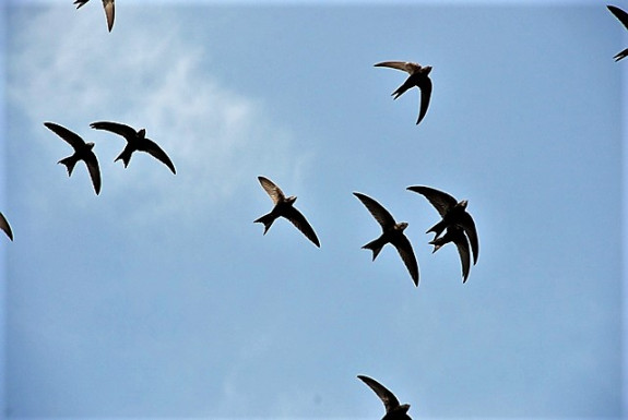 IVN DRVU - Werkgroep Vogels. Gierzwaluwproject
