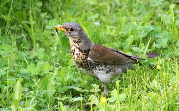 IVN DRVU - Werkgroep Vogels