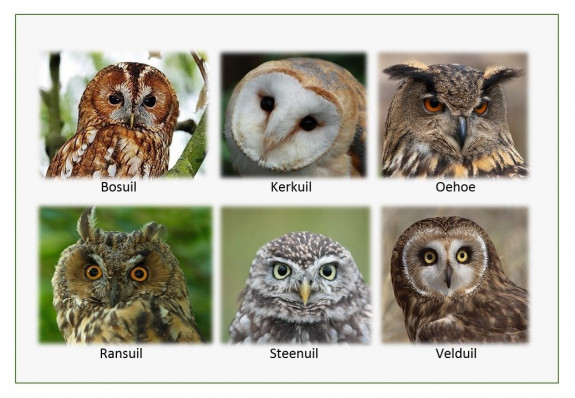 IVN DRVU - Werkgroep Vogels. Uilen