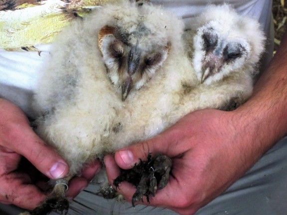 IVN DRVU - Werkgroep Vogels. Uilen