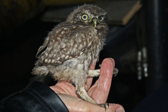 IVN DRVU - Werkgroep Vogels. Uilen