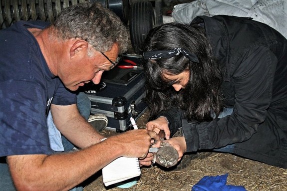 IVN DRVU - Werkgroep Vogels. Uilen