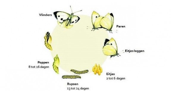 Vlinders en Libellen