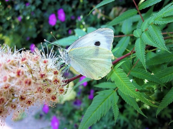IVN DRVU - Werkgroep NME-tuin