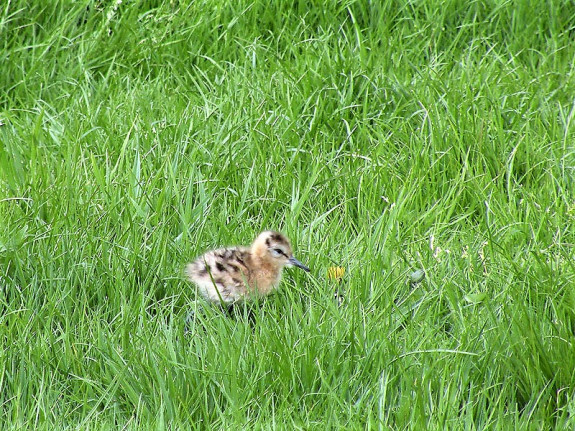 IVN DRVU - Werkgroep Weidevogelbescherming
