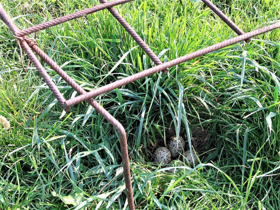 IVN DRVU - Werkgroep Weidevogelbescherming