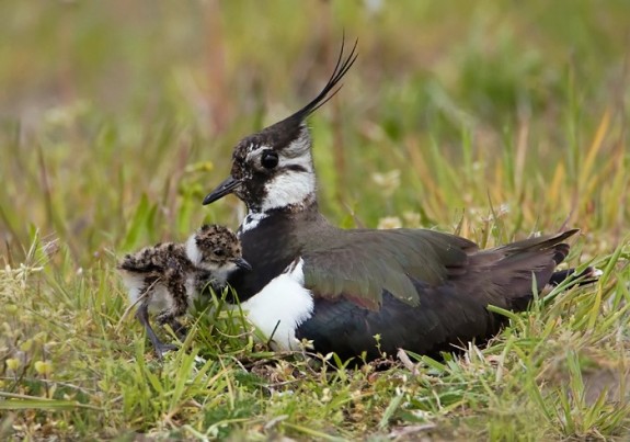 IVN DRVU - Werkgroep Weidevogelbescherming