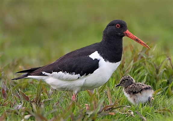 IVN DRVU - Werkgroep Weidevogelbescherming