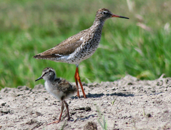 IVN DRVU - Werkgroep Weidevogelbescherming