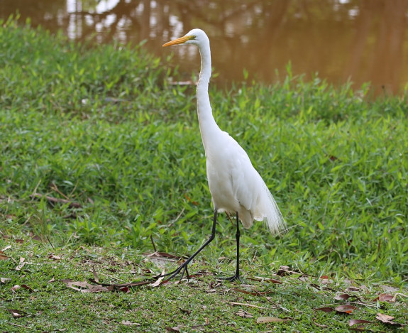 Grote zilverreiger