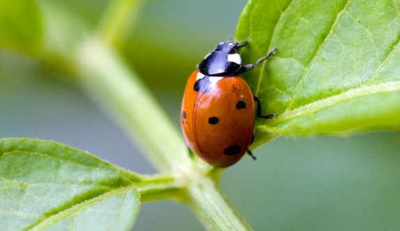 zevenstippiglieveheersbeestje