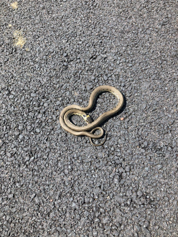 Ringslang aan het opwarmen op weg