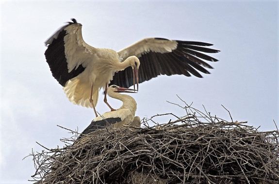 Parende ooievaars