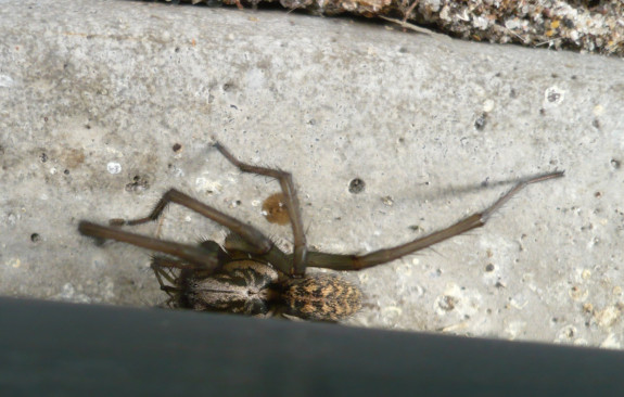 Tegenaria gigantea foto 2