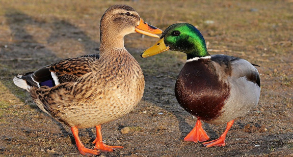 Wilde eend