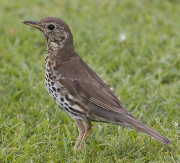 Zanglijster Foto Willem Jan Hoeffnagel