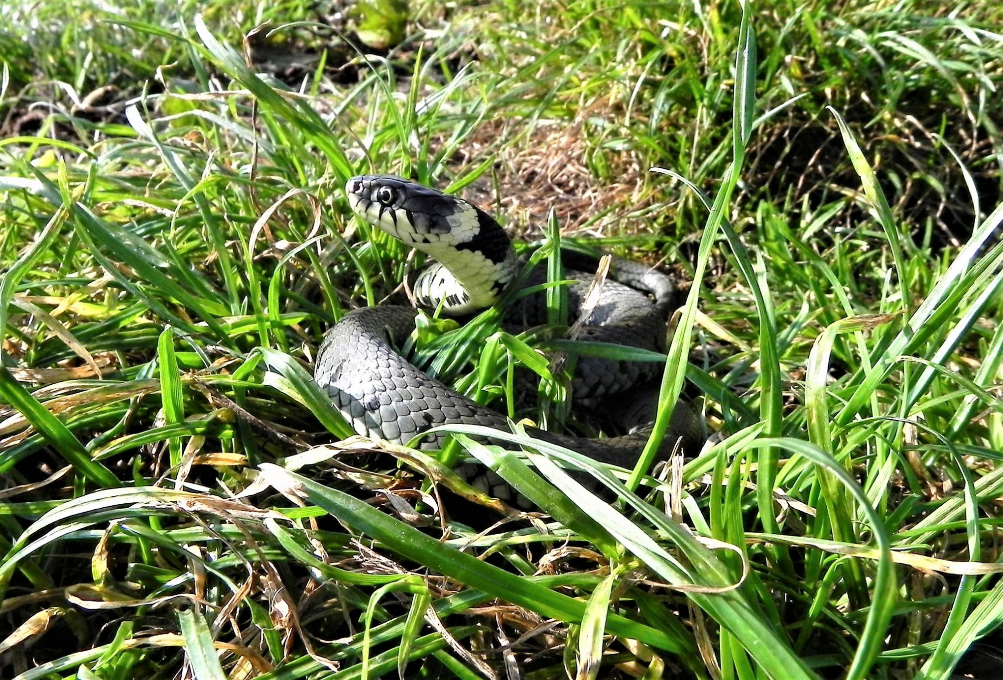 Ringslang nu ook in Mijdrecht