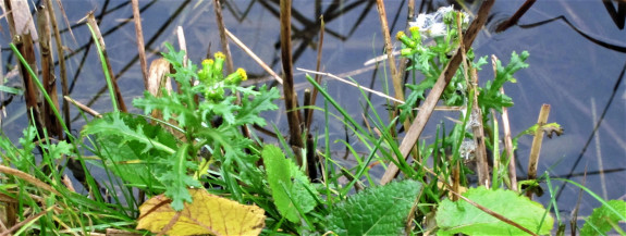 IVN DRVU - Werkgroep Planten. Eindejaarsplantenjacht