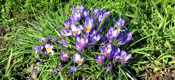 IVN DRVU - Werkgroep Planten. Stinzenplantenexcursie