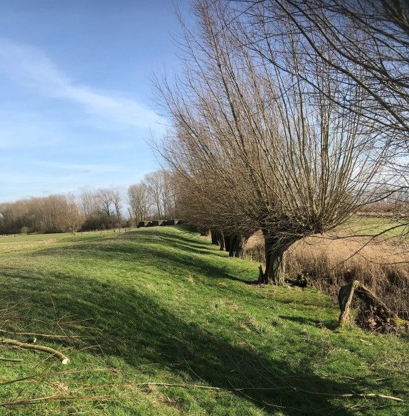 Wilgen aan de liniedijk