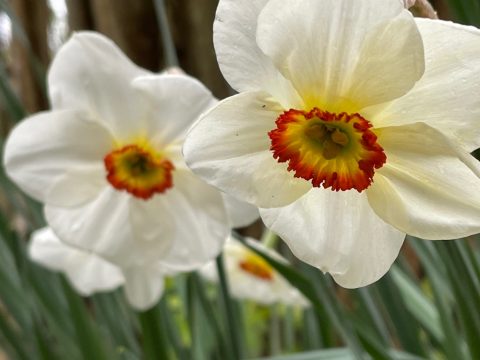 IVN Plantenwerkgroep Stinzenplanten