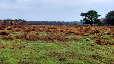 De Stulp De Lage Vuursche