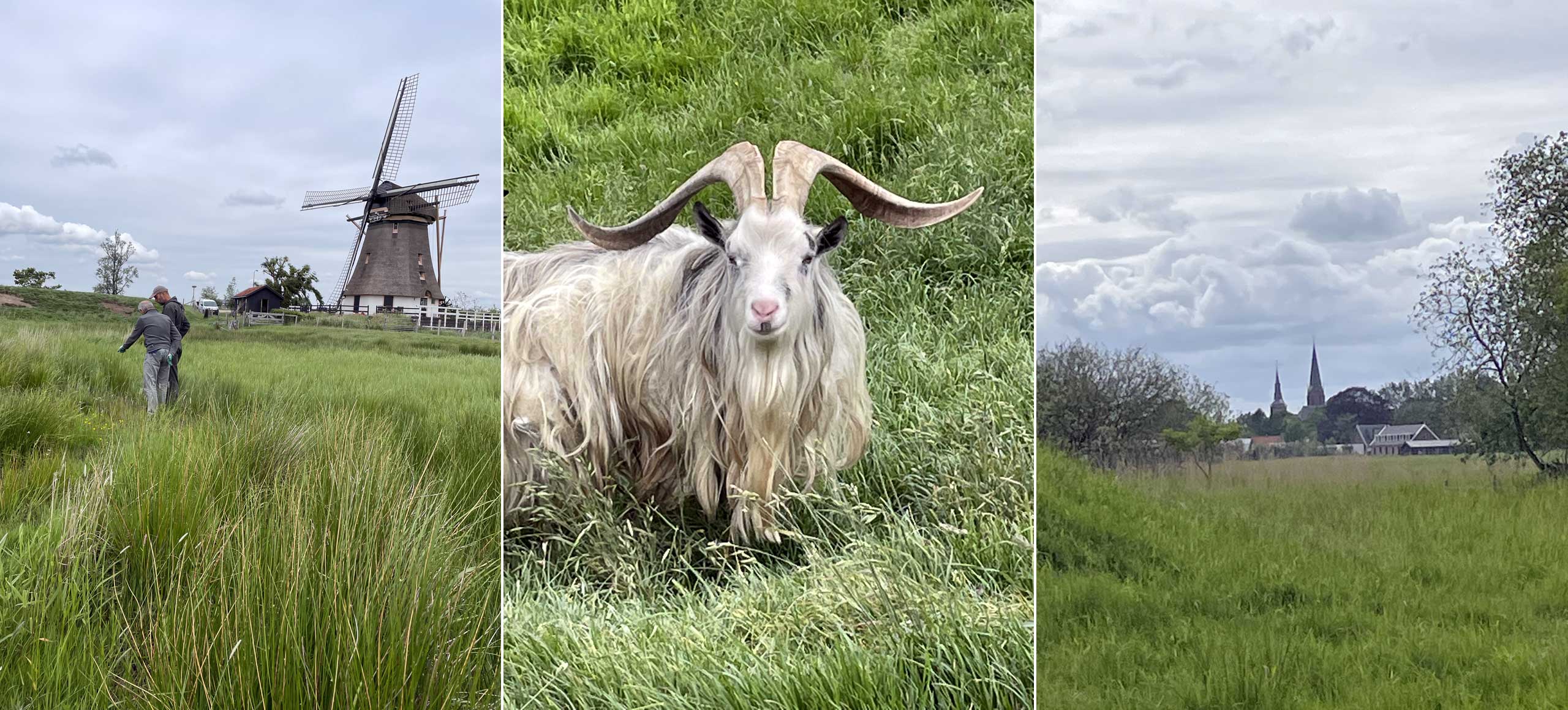 Insecten landbokken Bokkenprins IVN Ronde VEnen en Uithoor inventarisatie natuur