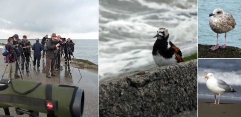 Foto's van IJmuider Pier excursie IVN De Ronde Venen & Uithoorn