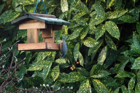 Boomklever in tuin