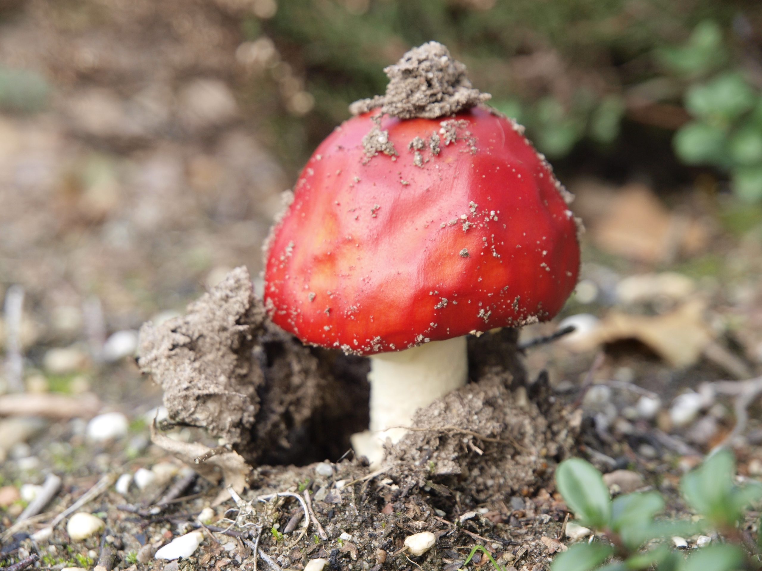Rode paddenstoel met aarde eromheen, groeide net uit de grond, omgeven door groen en mos.