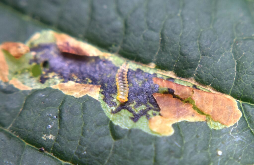 Rups van de Mineermot - Foto Wim Bax