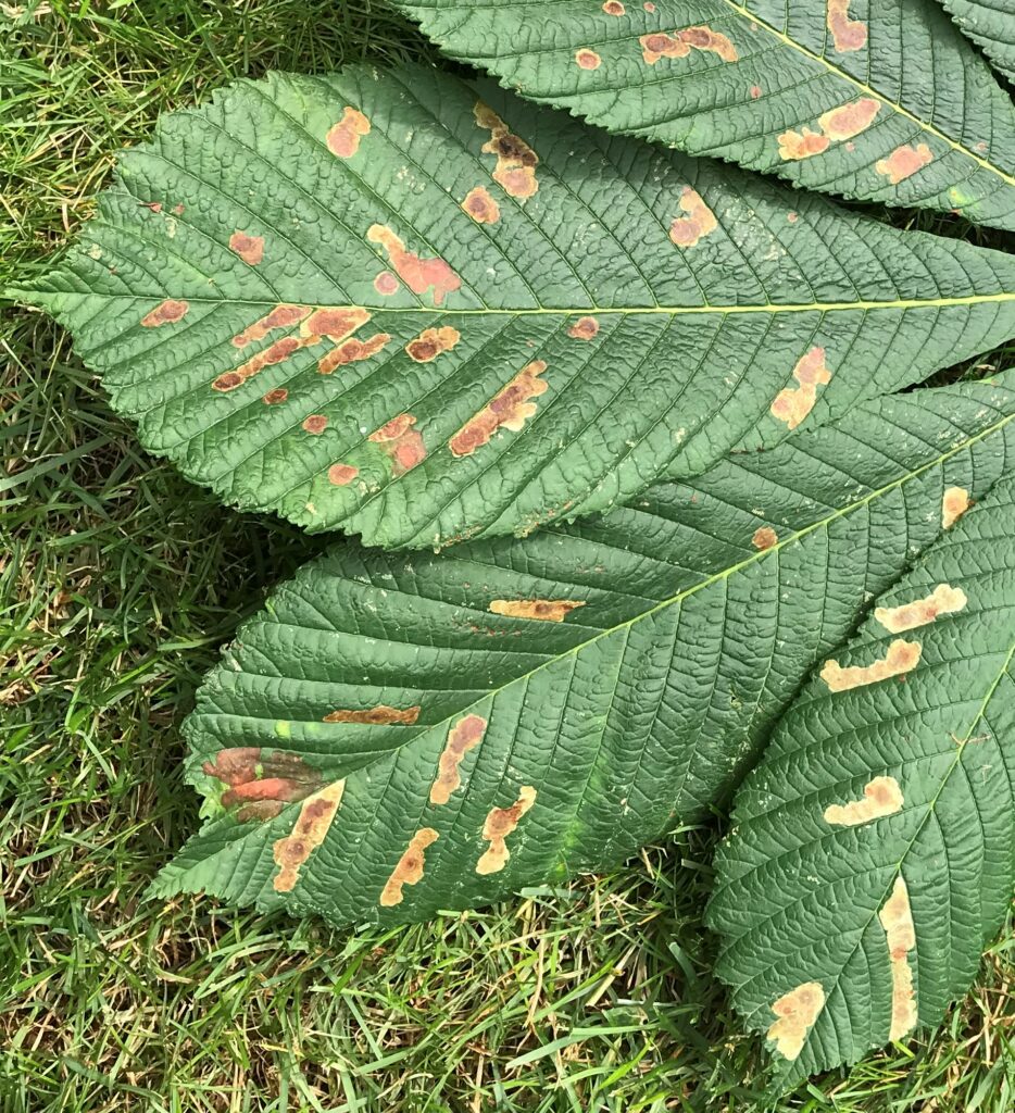 Aangetast Kastanjeblad - Foto Wim Bax