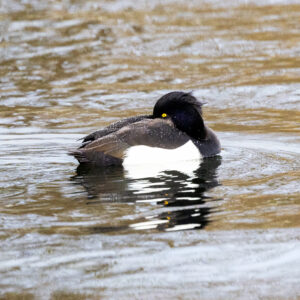 kuifeend_ouderkerkerplas_IMG_0702_art