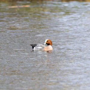 smient_ouderkerkerplas_IMG_0719_art
