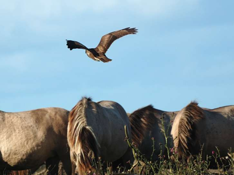 buizerd-oostvaarders-plassen-michel-leijen