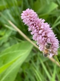 Werkgroep planten. Foto Jetske van den Bijtel