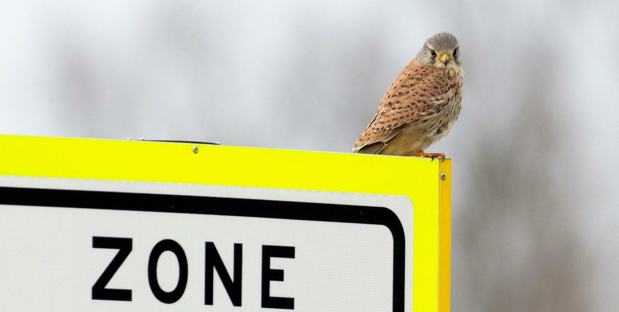 Mannetje Torenvalk op verkeersbord. Foto: Hans Gebuis