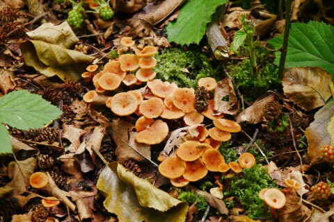 Paddenstoelen excursie IVN DRVU - Sylvia Klerkx