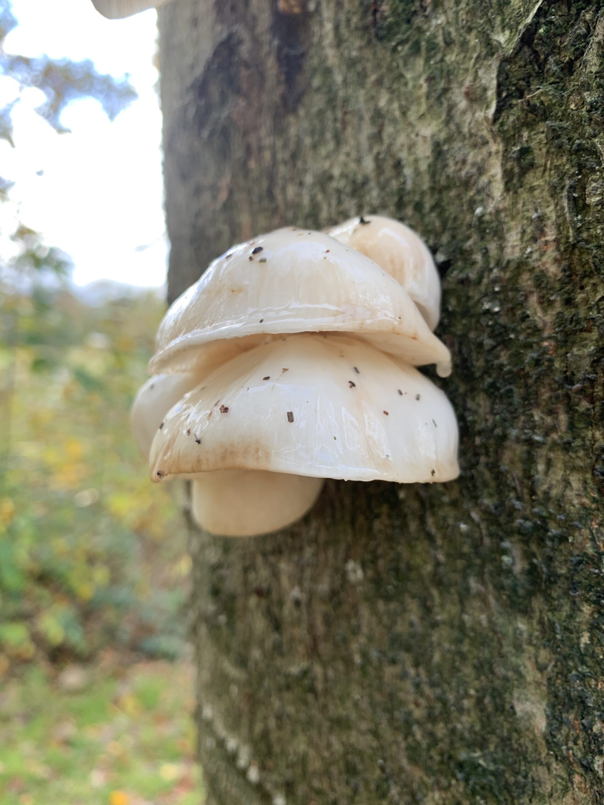 Witte paddenstoelen groeien op een boomstam in een bosachtige omgeving.
