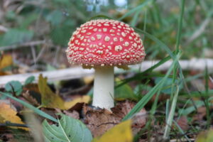 Paddestoel - Foto Carola Janssen