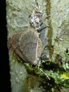 Kleine wintervlinder