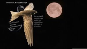 Lezing over gierzwaluewen